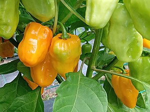 Ardei iute proaspăt Habanero Orange