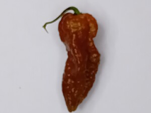 Seminţe de ardei iute 3MSHU DD Chocolate