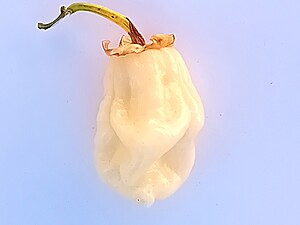 Seminţe de ardei iute 7 Pot BBG Mini White