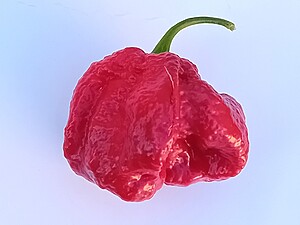 Seminţe de ardei iute Bhutlah Black