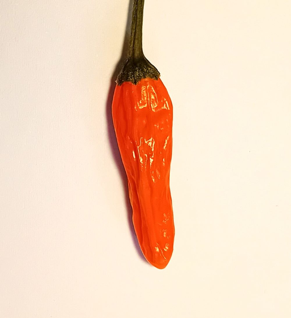 AA1000 African Bird Orange