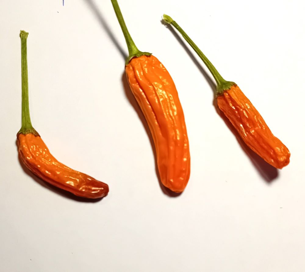 AAM1000 African Bird Orange