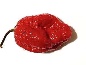 Seminţe de ardei iute 7 Pot Congo SR Gigantic Red