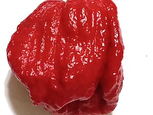 Seminţe de ardei iute 7 Pot Douglah Red