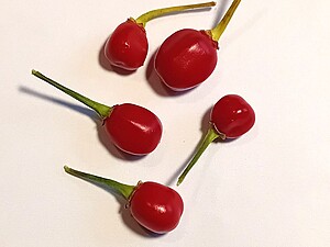 Răsad de ardei iute Aji Charapita Red