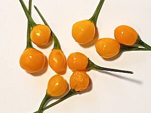 Răsad de ardei iute Aji Charapita Yellow