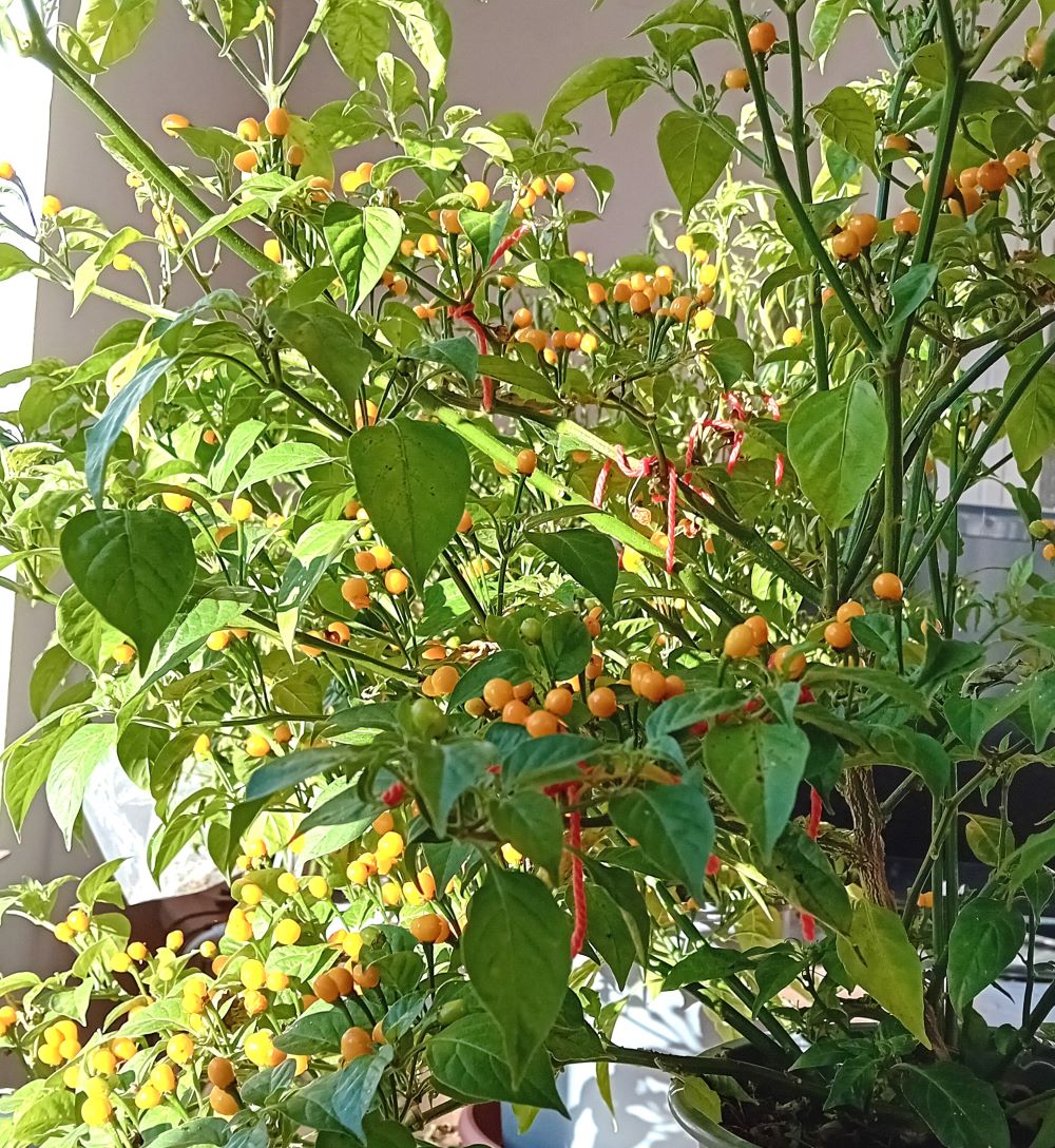 AP1000 Aji Charapita Yellow 2