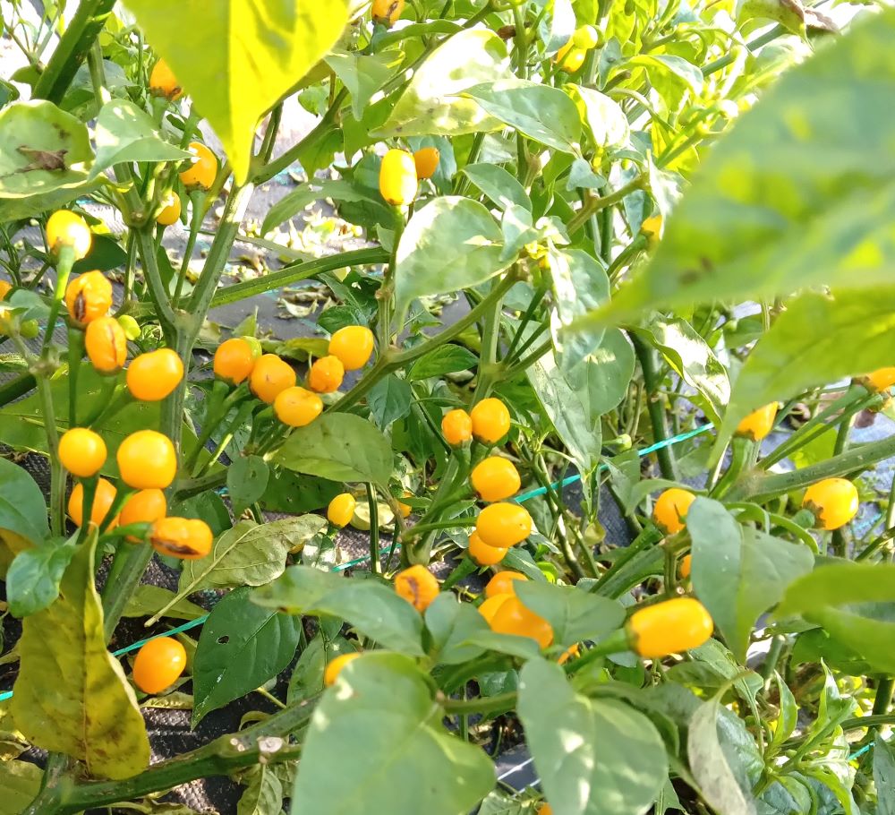 AP1000 Aji Charapita Yellow