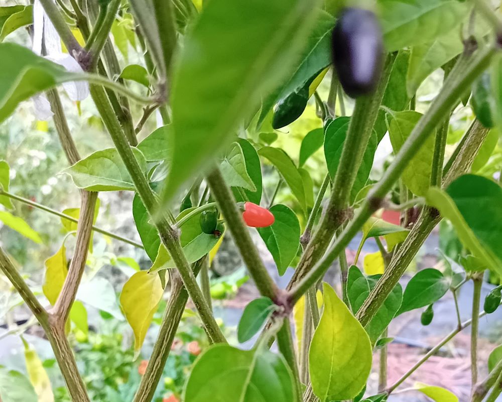 AT1000 Aji Charapita Bird