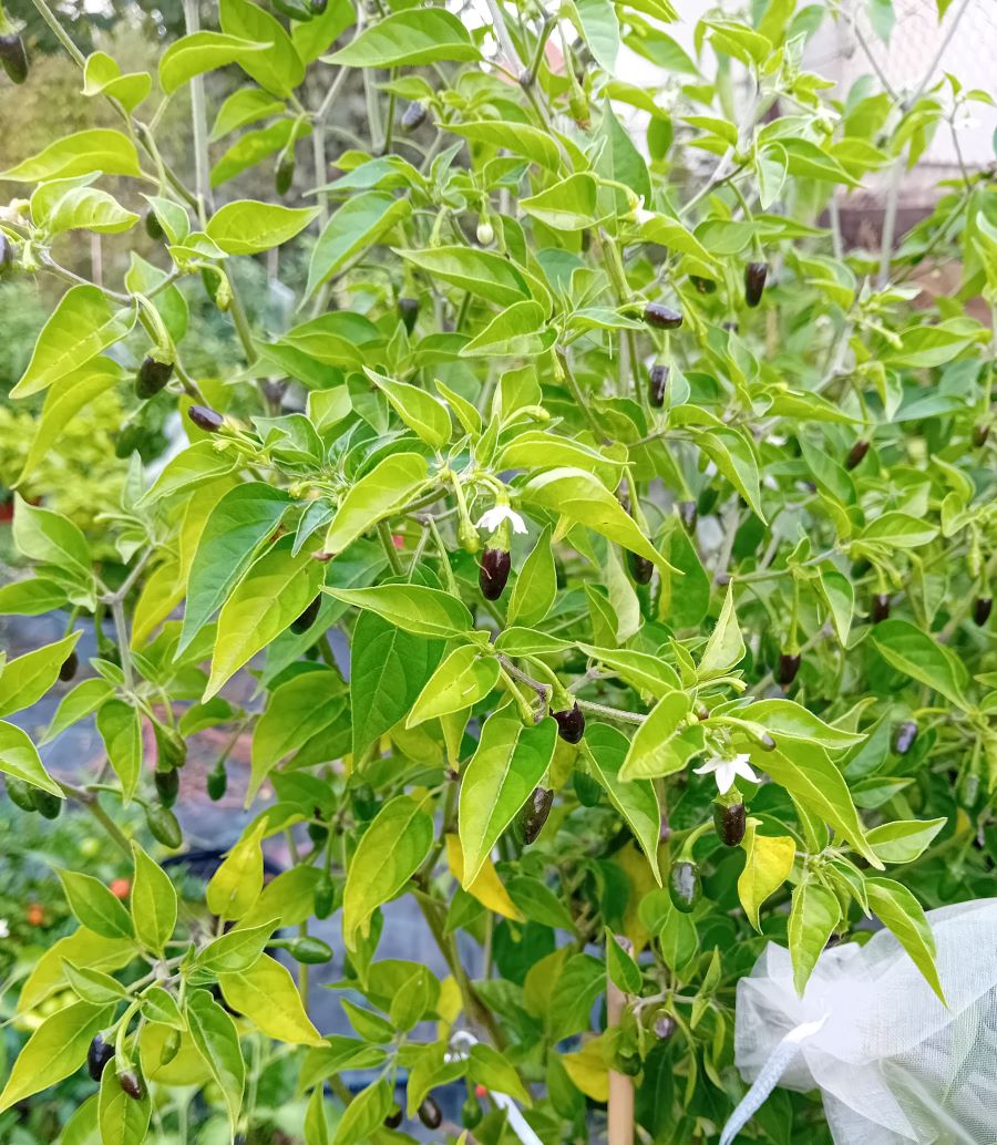 AT1000 Aji Charapita Bird2