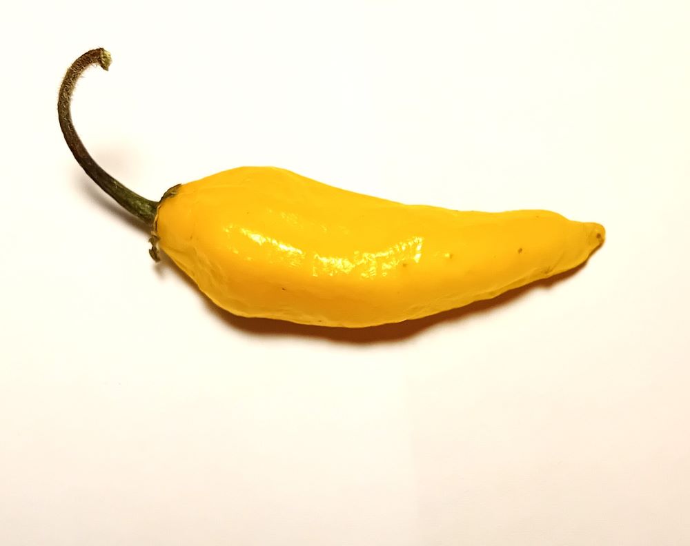 XA1000 Aji Lemon