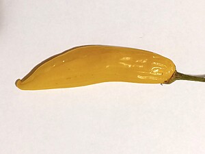 Răsad de ardei iute Aji Mango