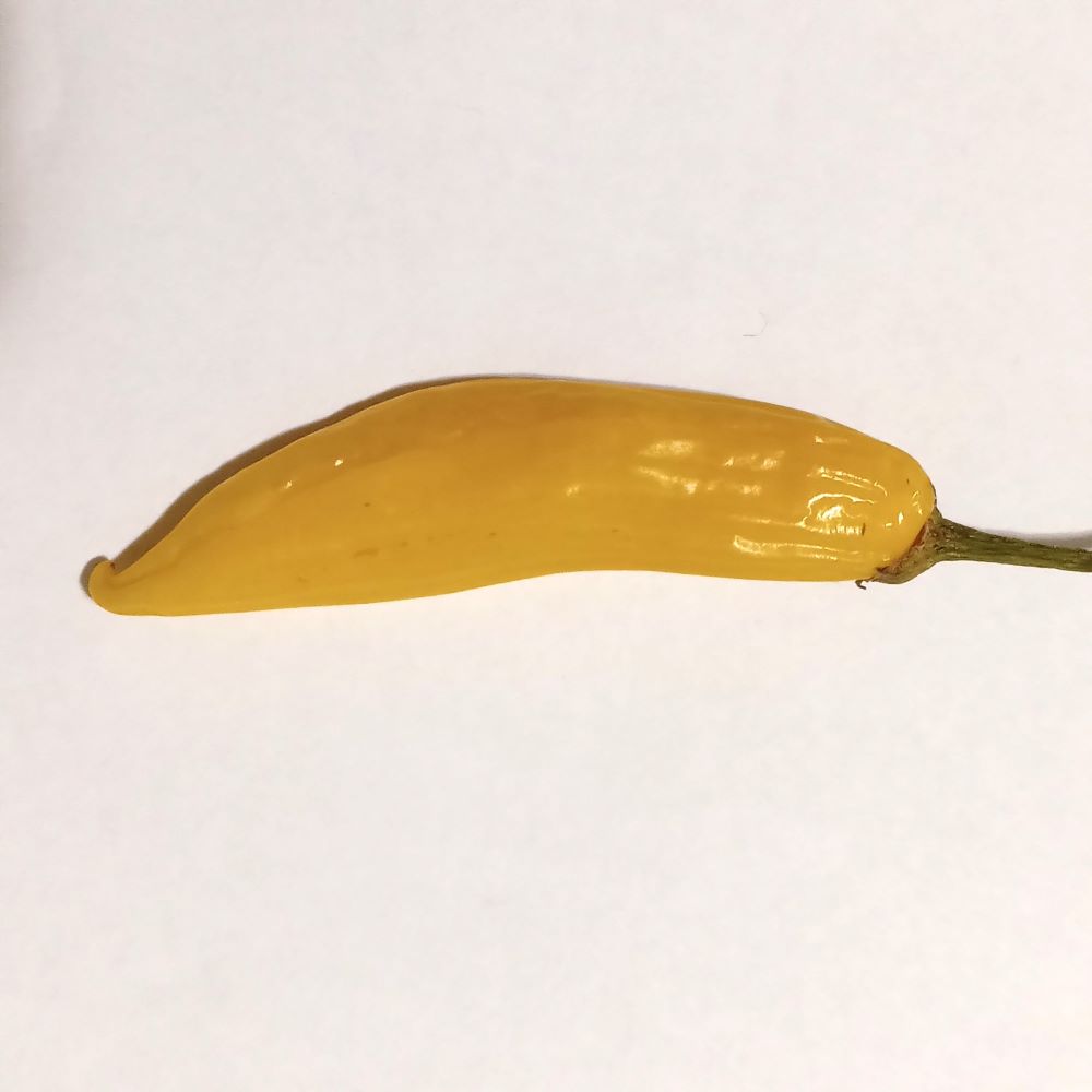 XA1000 Aji Mango