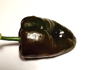 Răsad de ardei iute Ancho Poblano