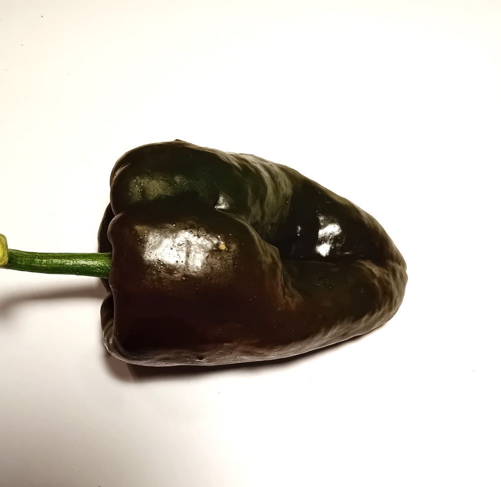 XA1000 Ancho Poblano