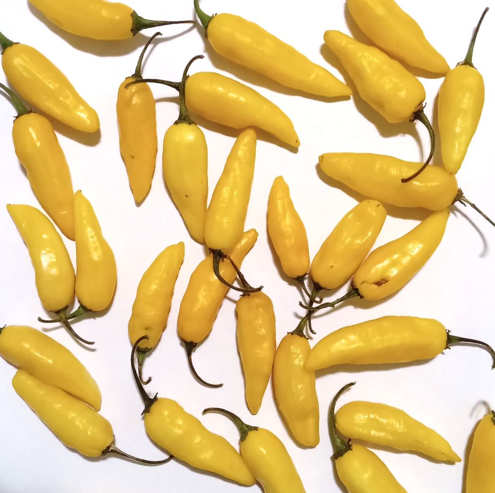 XAM1000 Aji Lemon