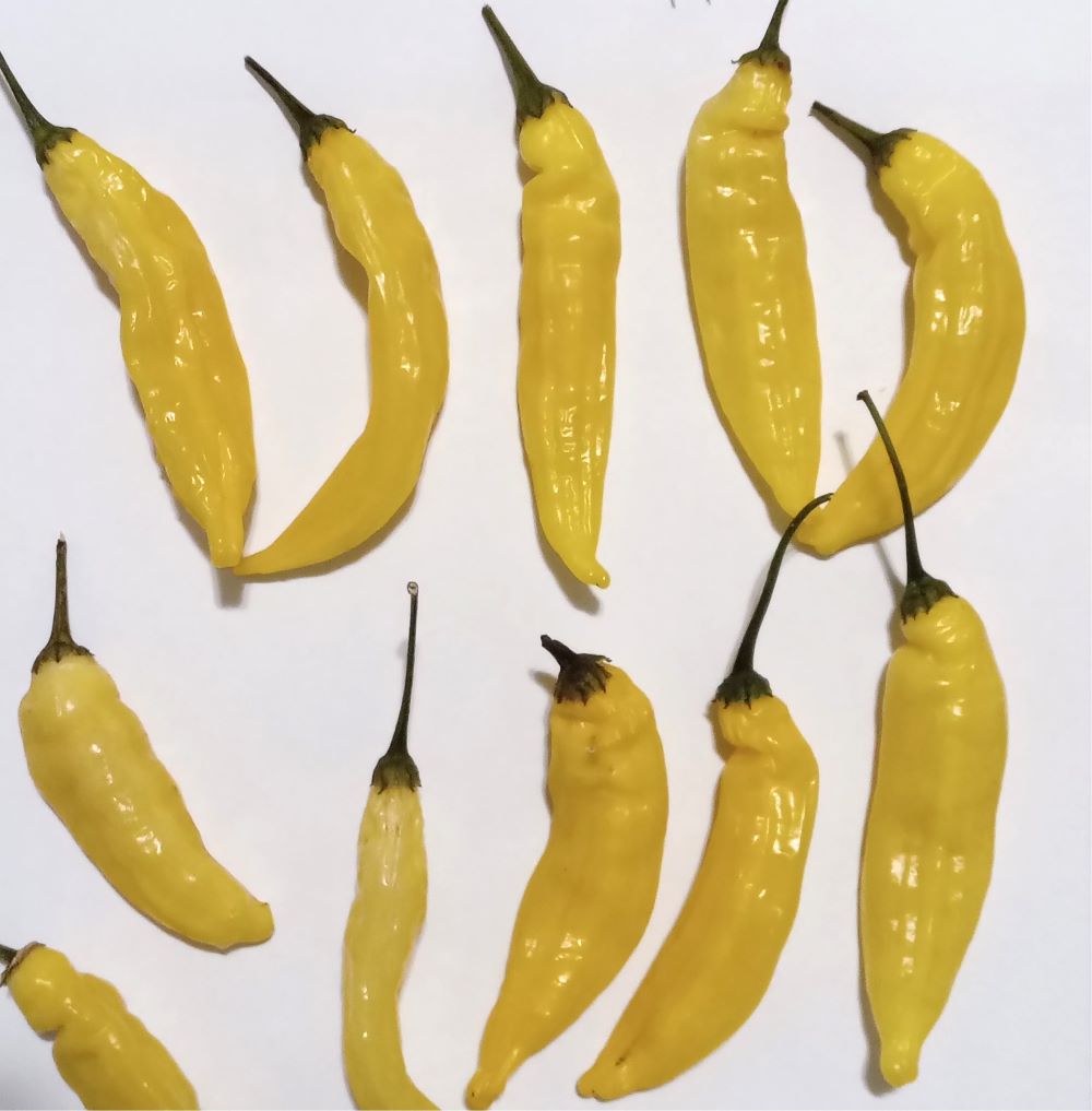 XAM1000 Aji Pineapple