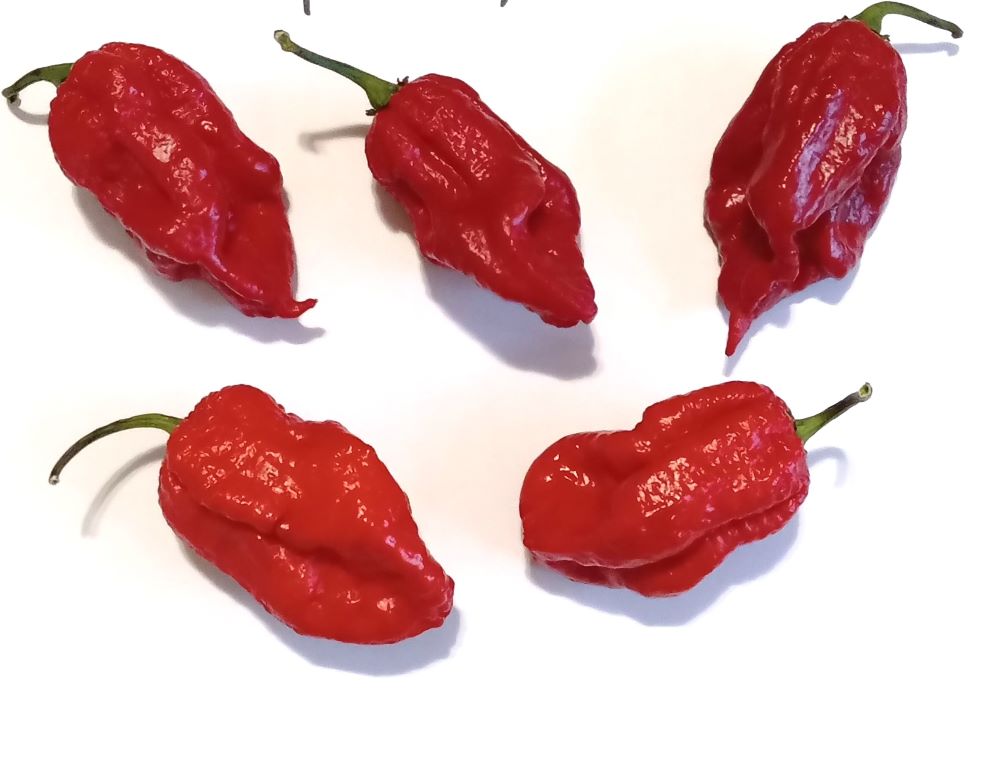 XAM1000 Apocalypse Red