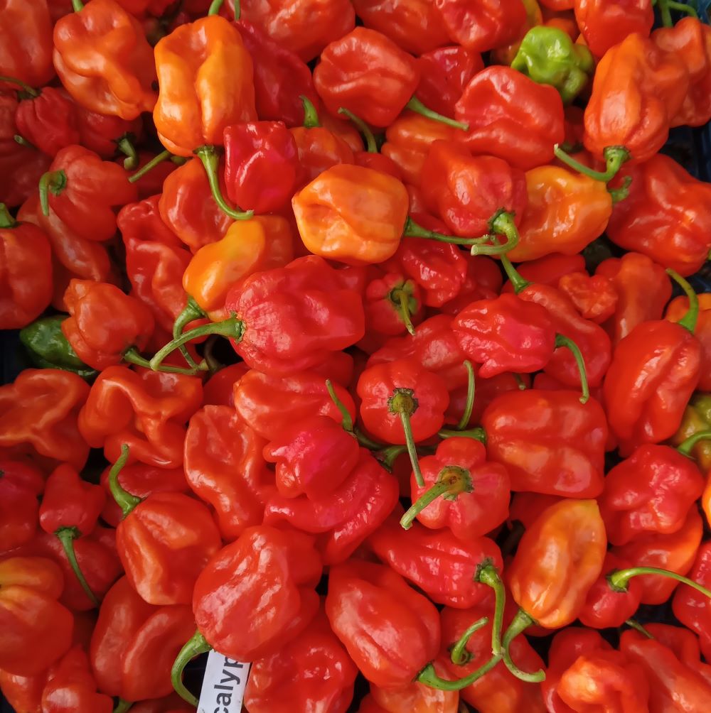 XL1000 Apocalypse Red