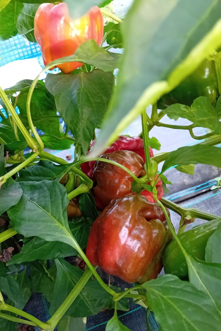 XP1000 Antep Aci Dolma