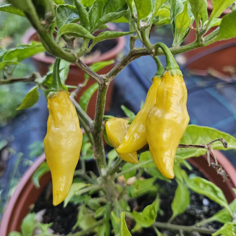 XT1000 Aji Lemon