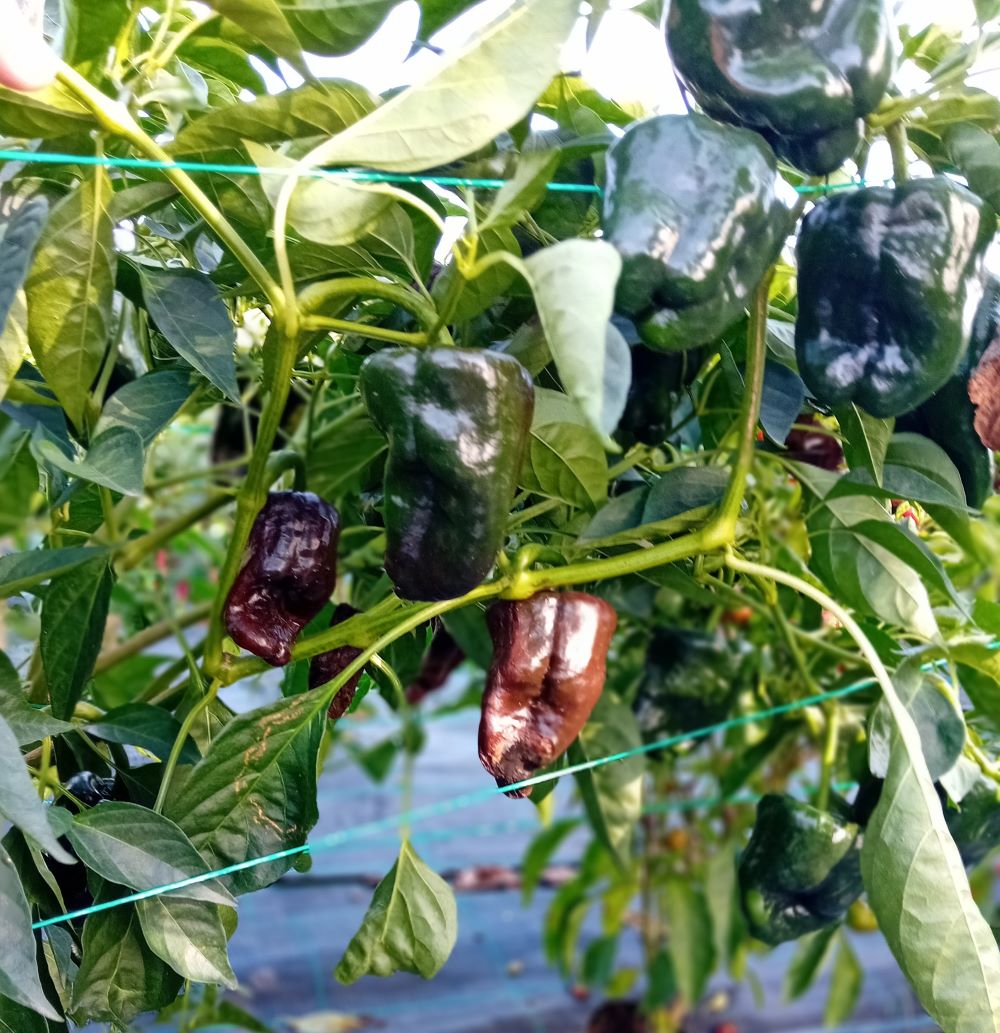 XT1000 Ancho Poblano