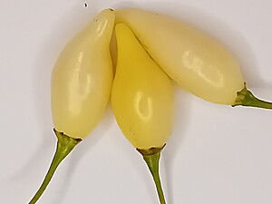 Răsad de ardei iute Biquinho White