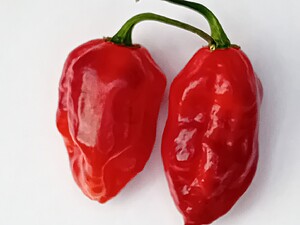 Răsad de ardei iute KS Texas Chocolate Bonnet