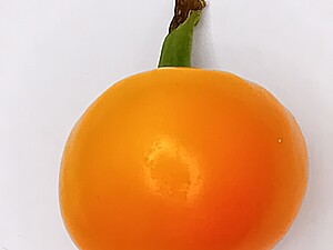 Răsad de ardei iute Peppadew Orange