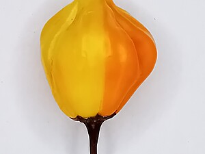 Răsad de ardei iute Peppapeach Stripey