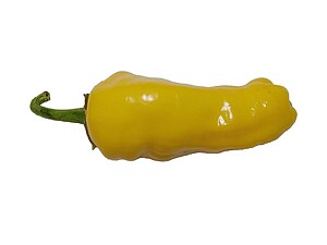 Răsad de ardei iute Asti Gold