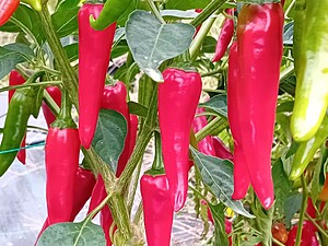 Răsad de ardei iute Fresno Long