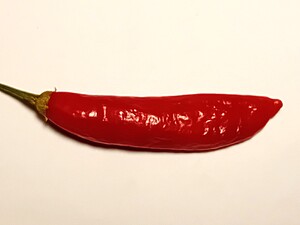 Răsad de ardei iute Aji Peruvian