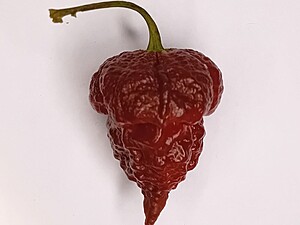 Răsad de ardei iute Apocalypse Scorpion Chocolate