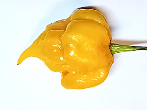 Seminţe de ardei iute Apocalypse Scorpion Yellow
