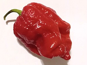 Răsad de ardei iute Armaghedon Red