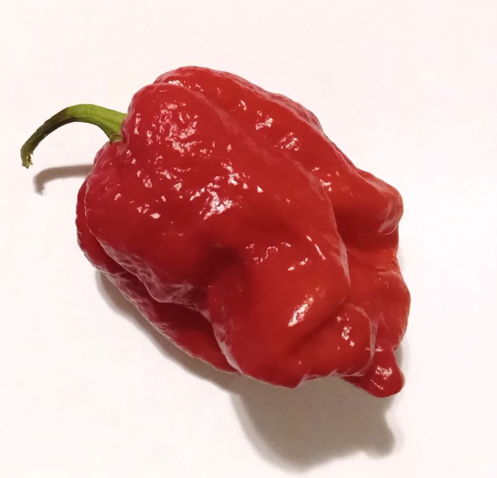 XA1000 Armageddon Red