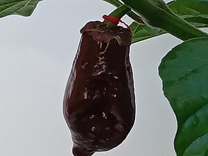 Răsad de ardei iute BBG Roughrider Chocolate