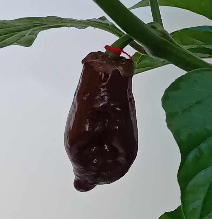 XA1000 BBG 7 RoughRider Chocolate