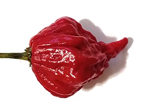 Răsad de ardei iute Beast