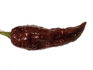 Răsad de ardei iute Bhut Jolokia Chocolate