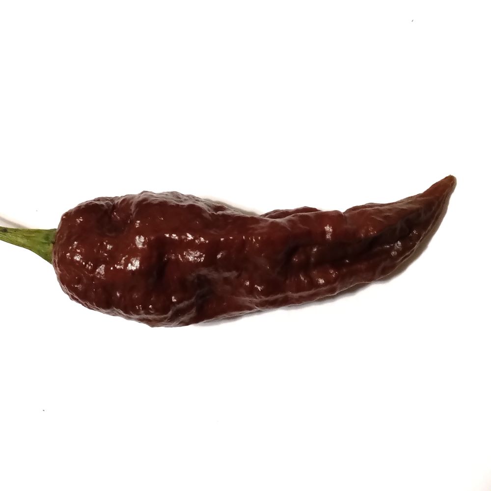 XA1000 Bhut Jolokia Chocolate