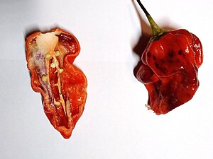 Răsad de ardei iute Bhut Jolokia Purple