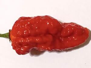 Răsad de ardei iute Bhut Jolokia Red