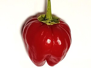 Răsad de ardei iute Big Jamaican