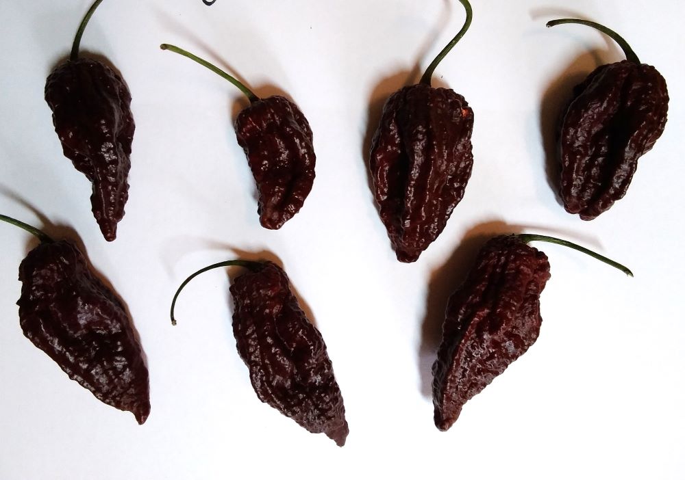 XA1000 Big Mama Black 2