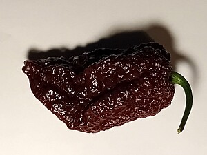 Răsad de ardei iute Big Mama Black