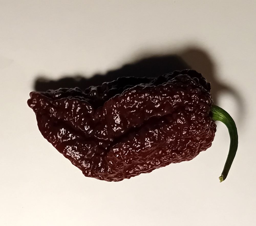 XA1000 Big Mama Black