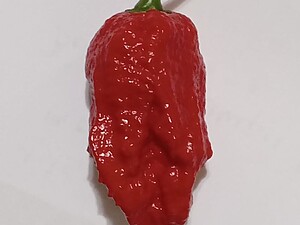 Răsad de ardei iute Big Mama Red