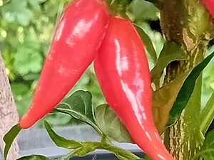Răsad de ardei iute Biquinho Red